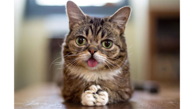 Lil Bub 2