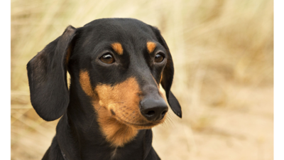 Black and Tan Dog 1