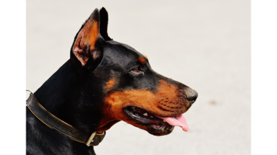 Black and Tan Dog 2