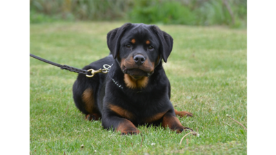 Black and Tan Dog 3