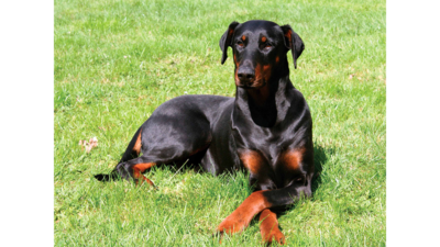 Black and Tan Dog 4