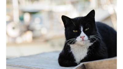 Black and White Cat 2