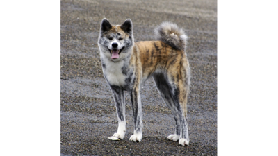 Brindle with White Dog 4