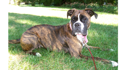 Brindle with White Dog 5