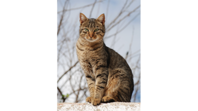 Brown Tabby Cat 2