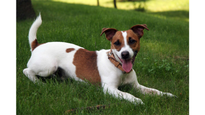 Brown and White Dog 1