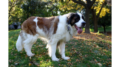 Brown and White Dog 2