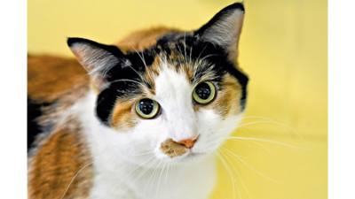 Calico Cat 2