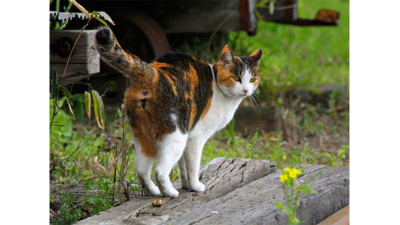 Calico Cat 3