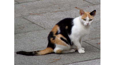 Calico Cat 5