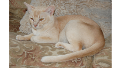 Cream or Ivory Cat 3