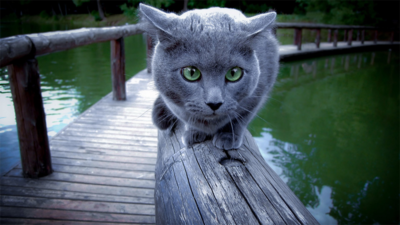 Gray & Blue Cat 2