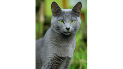 Gray & Blue Cat 5