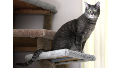 Gray,Blue or Silver Tabby Cat 1