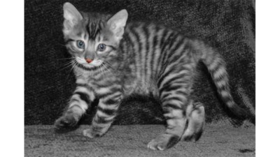 Gray,Blue or Silver Tabby Cat 3