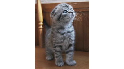 Gray,Blue or Silver Tabby Cat 5