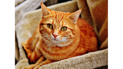 Orange Tabby Cat 2