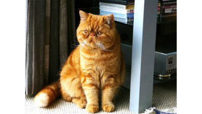 Orange Tabby Cat 3