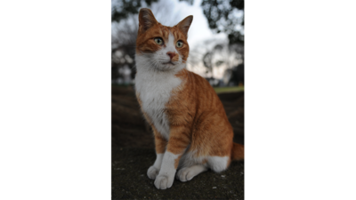 Orange and White Cat 1