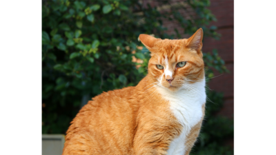 Orange and White Cat 5