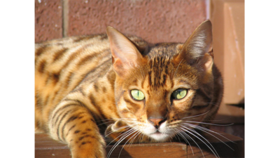 Spotted Tabby Cat 1