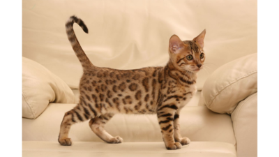 Spotted Tabby Cat 3