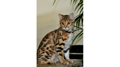 Spotted Tabby Cat 4