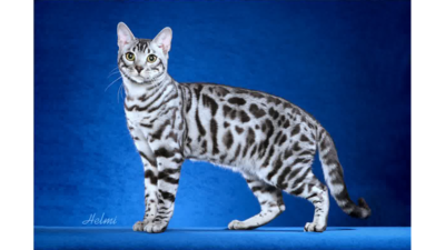 Spotted Tabby Cat 5