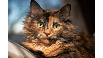 Tortoiseshell Cat 1