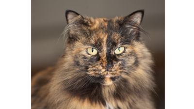 Tortoiseshell Cat 2