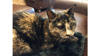 Tortoiseshell Cat 3