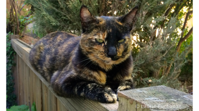 Tortoiseshell Cat 4