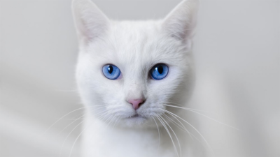 White Cat 3