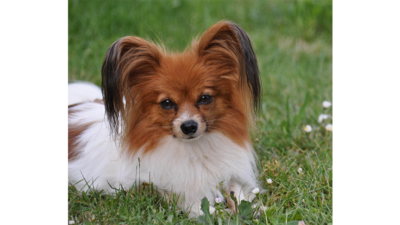 White and Brown Dog 1